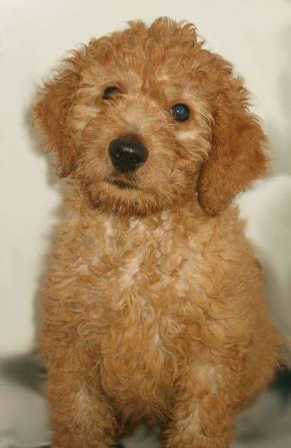 goldendoodle. What is an Irish goldendoodle?
