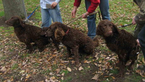 Could the Murray River curly-coated retriever be a Norf