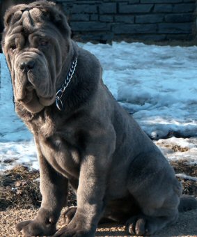 The Neapolitan mastiff is a molosser breed from Souther