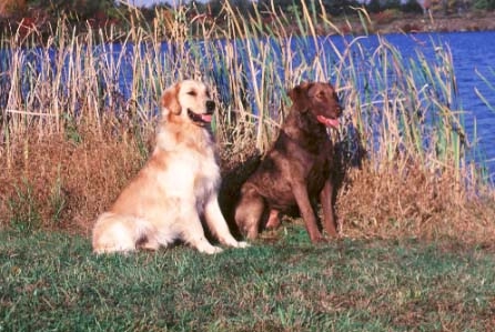 Chesapeake Bay Retriever Family Dogs 