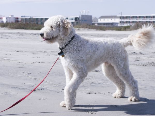 white goldendoodle puppy. goldendoodle white