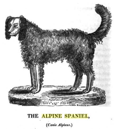 An 1929 depiction fo an Alpine spaniel.
