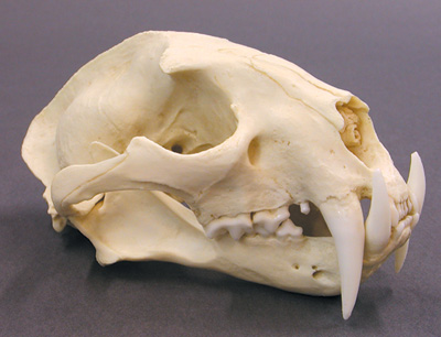 Ostologie Clouded-leopard-skull