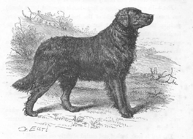 However, it is also likely that there were long-haired dogs of this type.