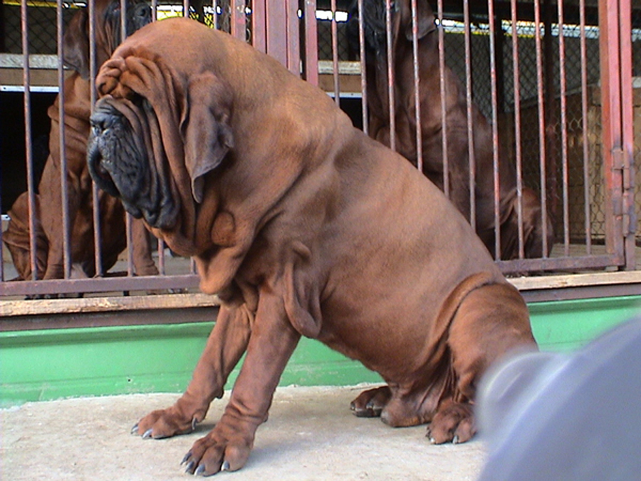 Neapolitan Mastiff Dogs. I bet these dogs have lots of