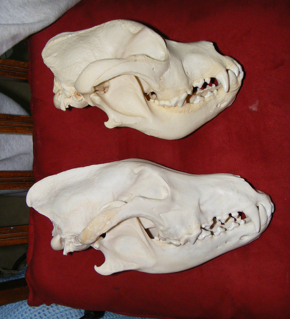 http://retrieverman.files.wordpress.com/2011/02/neapolitan-mastiff-wolf-skull.jpg