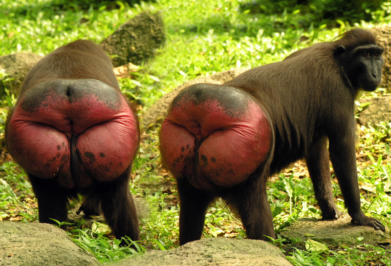 [Image: macaques-in-estrous.jpg]