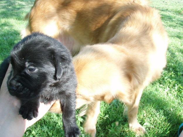 black lab golden retriever mix puppies. one of her lack puppies: