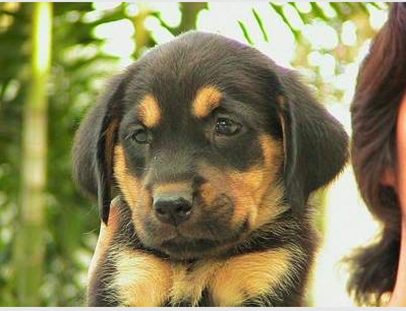 BLACK AND TAN golden retriever/Labrador cross « The Retriever, Dog ...