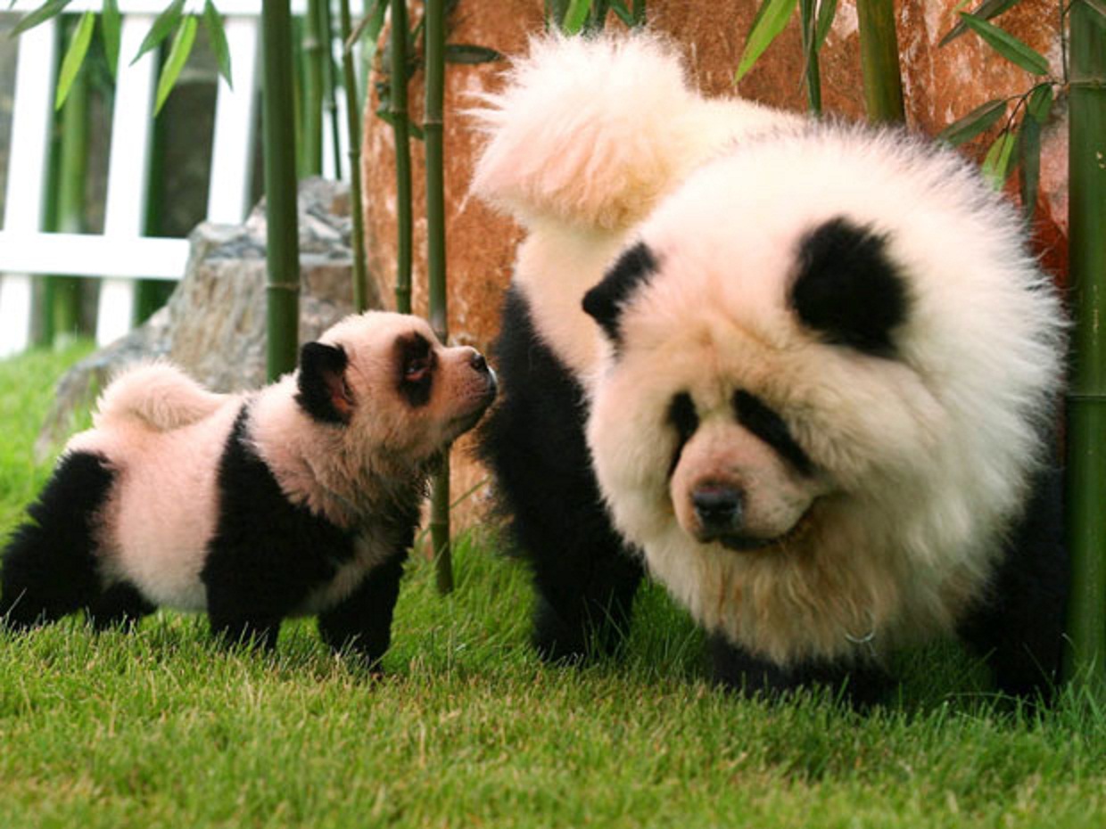Chow Chows That Look Like Pandas