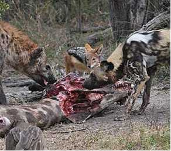 http://retrieverman.files.wordpress.com/2011/12/african-wild-dog-and-black-backed-jackals.jpeg