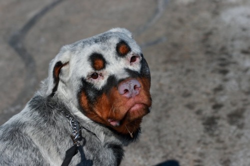 rottweiler-with-vitiligo.jpg?w=500&h=333