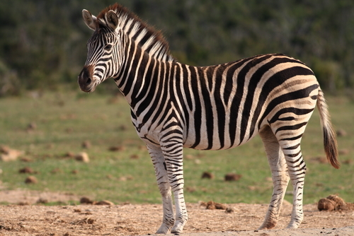 If there was a'Just So' story for how the zebra got its stripes 