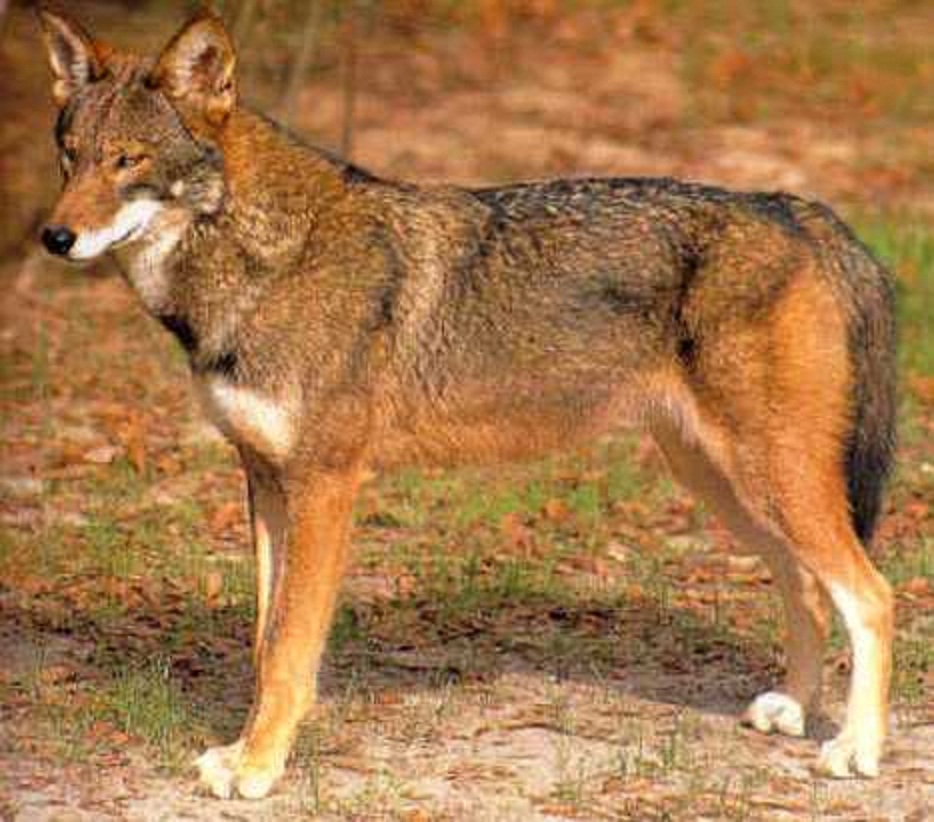 Coyote Wolf Mix