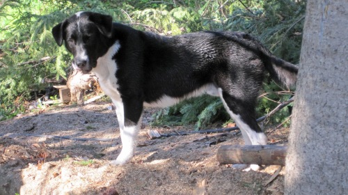 Kala is a modern water dog in Newfoundand. Source for image.