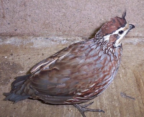 strange-quail
