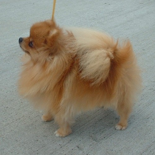 The "Toy Munchkin" was basically a small Pomeranian with a shaved butt.