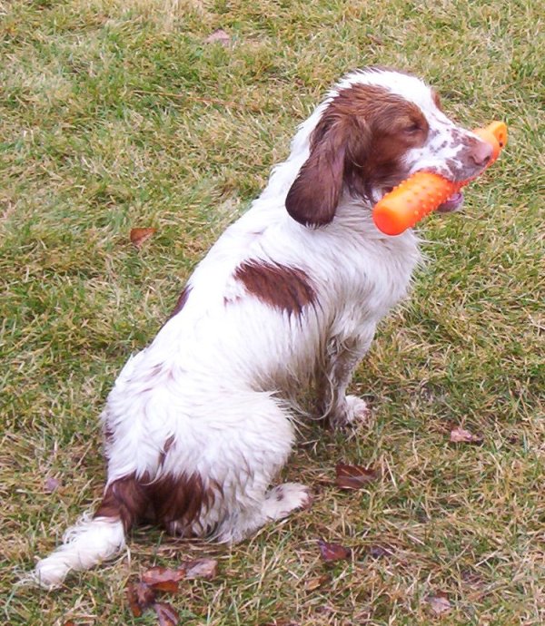  American Cocker Spaniel breed dog Playing with toy