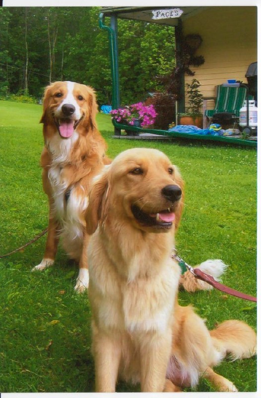 Some more goldens with white on them 