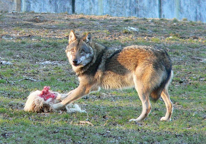 wolf killing dog breeds