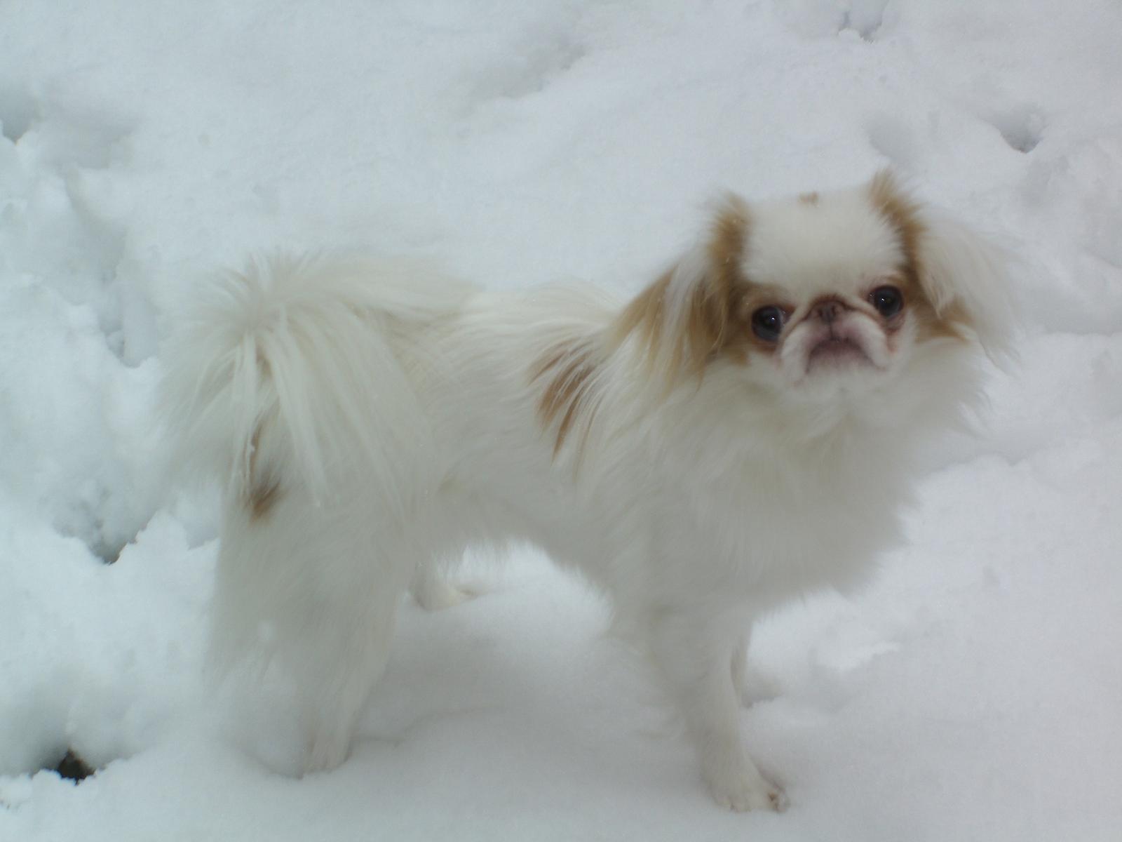 japanese chin colors red & white