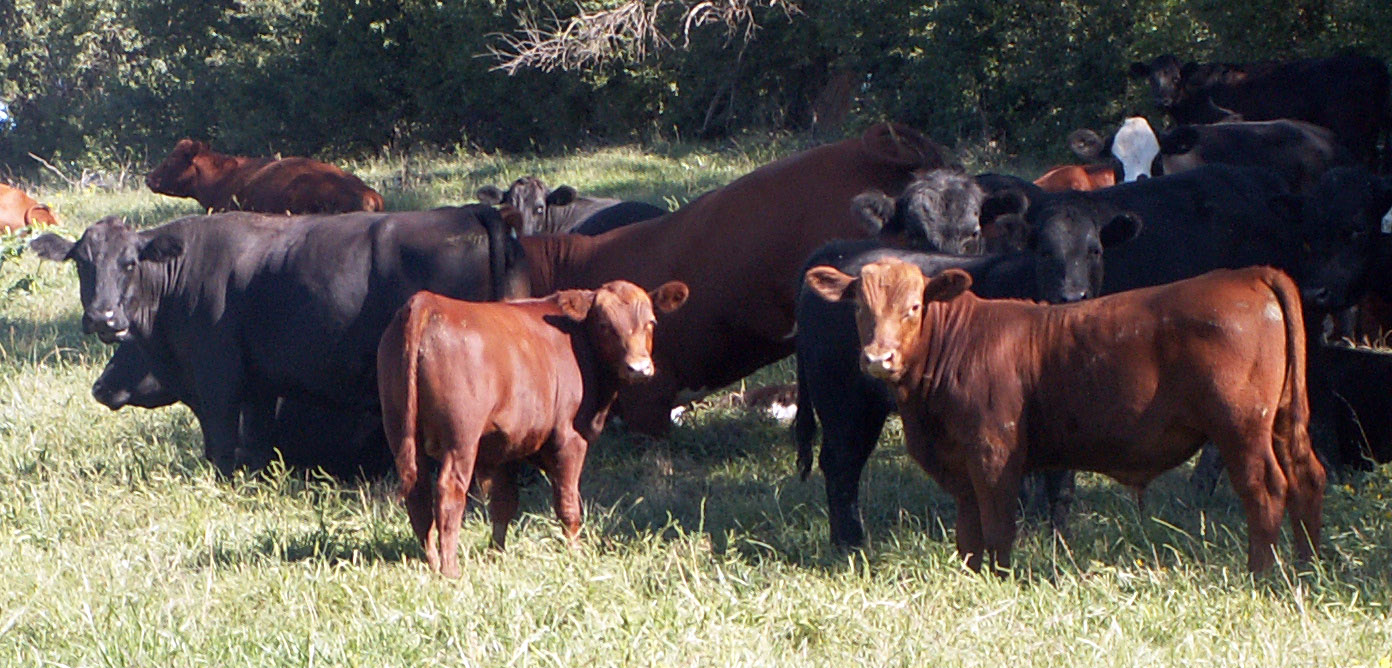 AberdeenAngus cattle  Natural History