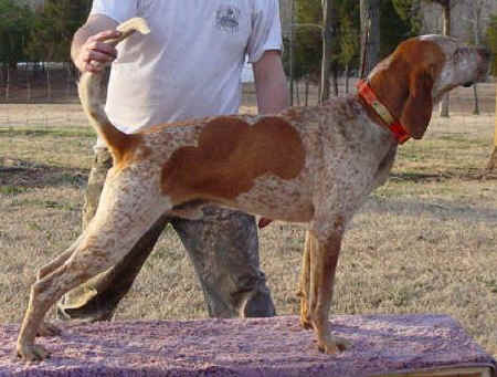 red english coonhound