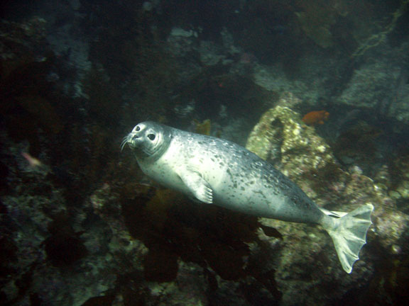 harbor-seal-underwater.jpg