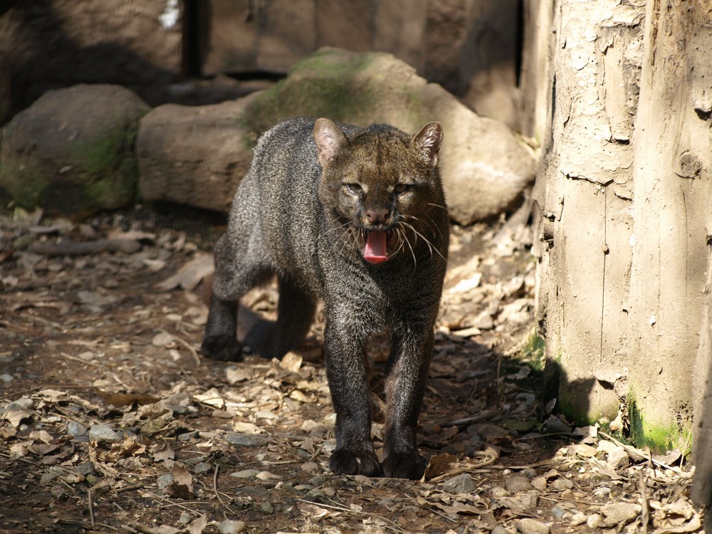 Mini-cougar | Natural History