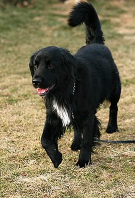 flat coated retriever border collie mix puppy