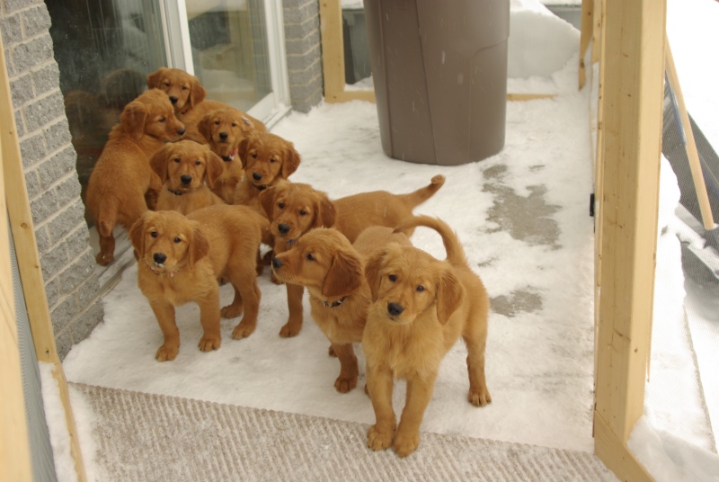 32 Top Images Dark Golden Retriever Puppies Michigan : Akc Dark Red Golden Retriever Puppies Jancek Farm New Era Mi 49446