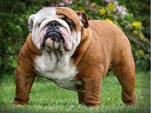 English bulldogs have been screwed for 