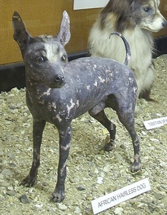 chinese crested dog similar breeds