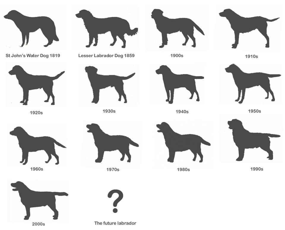 The changing Labrador retriever | Canis lupus hominis