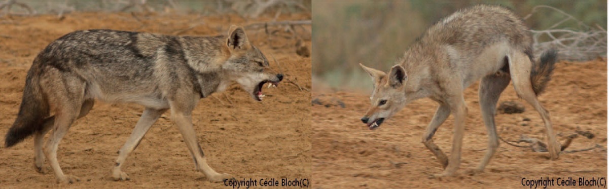 wolf vs jackal ile ilgili görsel sonucu