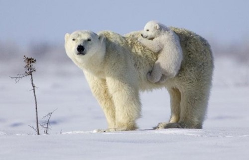 polar bear and cub
