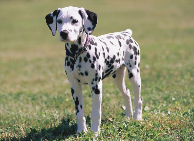[Image: dalmatian-puppy.jpg?w=640]