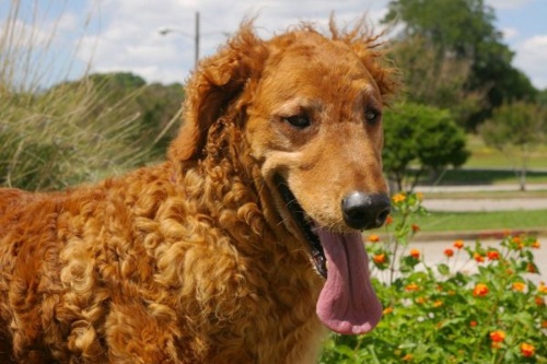 curly coated golden retriever