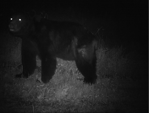 black bear II