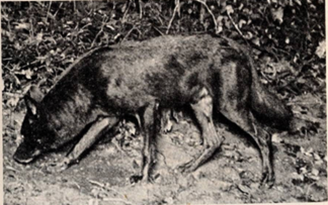 southern black wolf