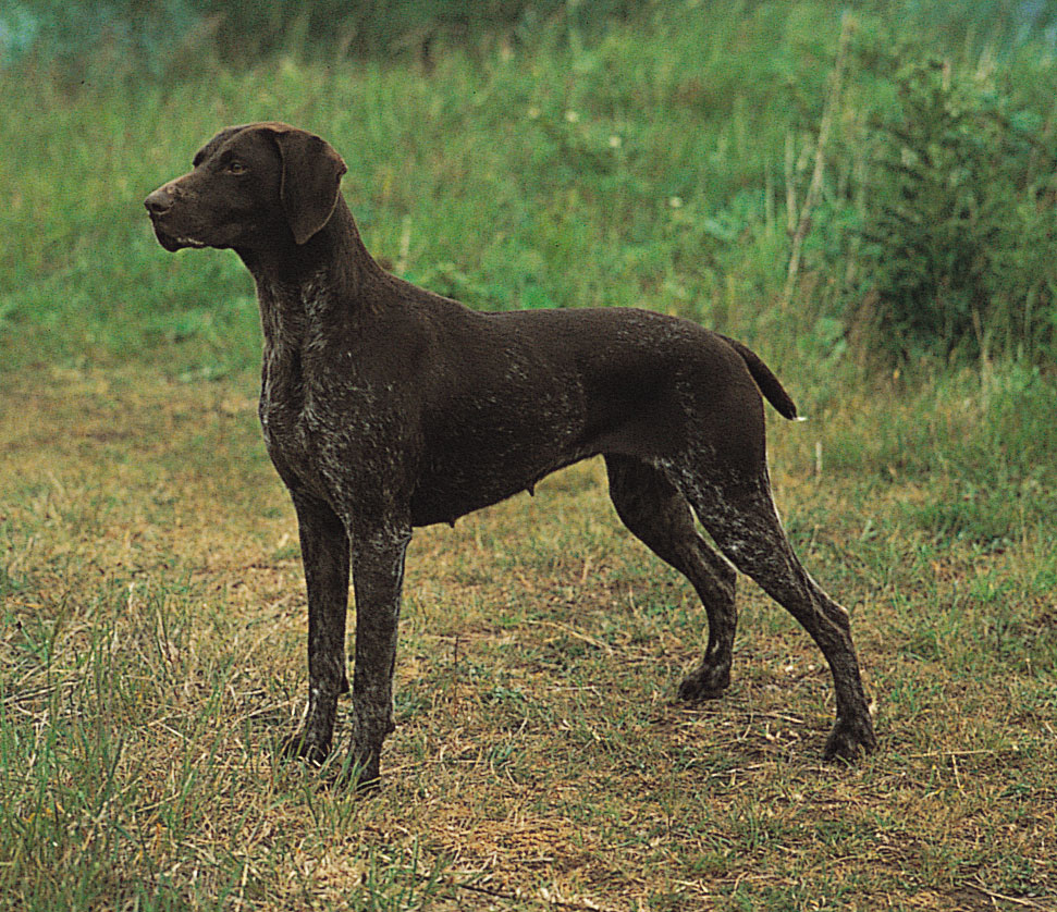 German Short Haired Pointer Natural History
