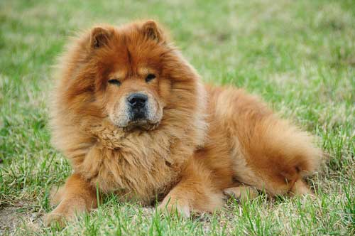 all about chow chows