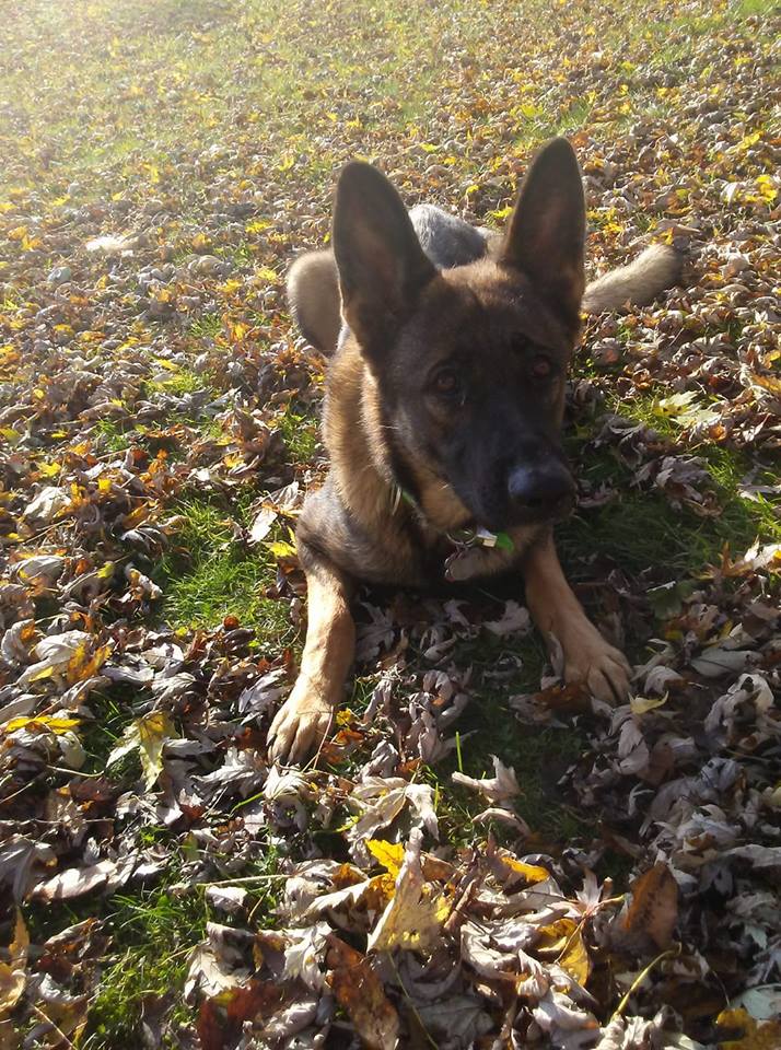 anka down in the leaves
