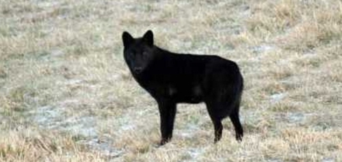 A black Italian wolf. The black trait originated in dogs and was transferred to Italian and North American wolves through introgression.